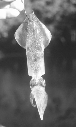 A live squid just waits to be scoffed down. Note how the hook is placed to keep the bait as lively as possible without damaging the cephalopod.